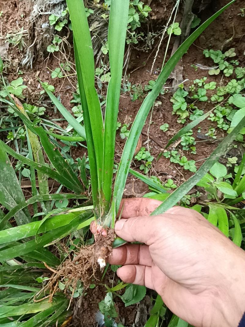 供应深山种苗石菖蒲