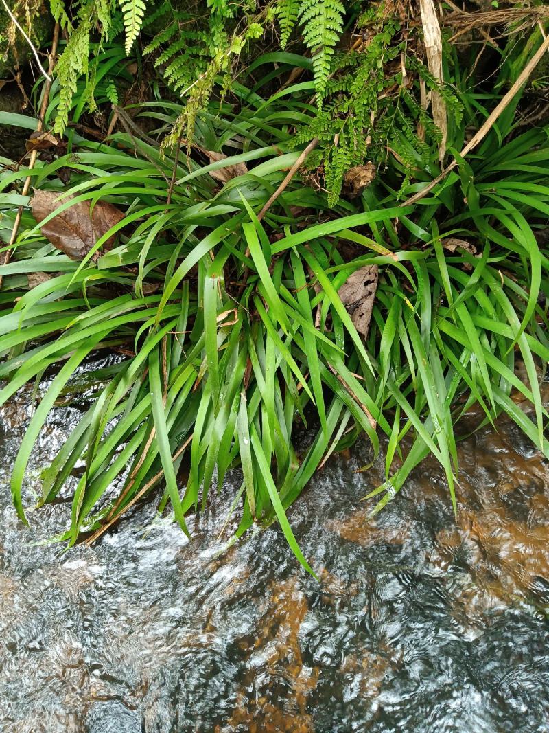 供应深山种苗石菖蒲