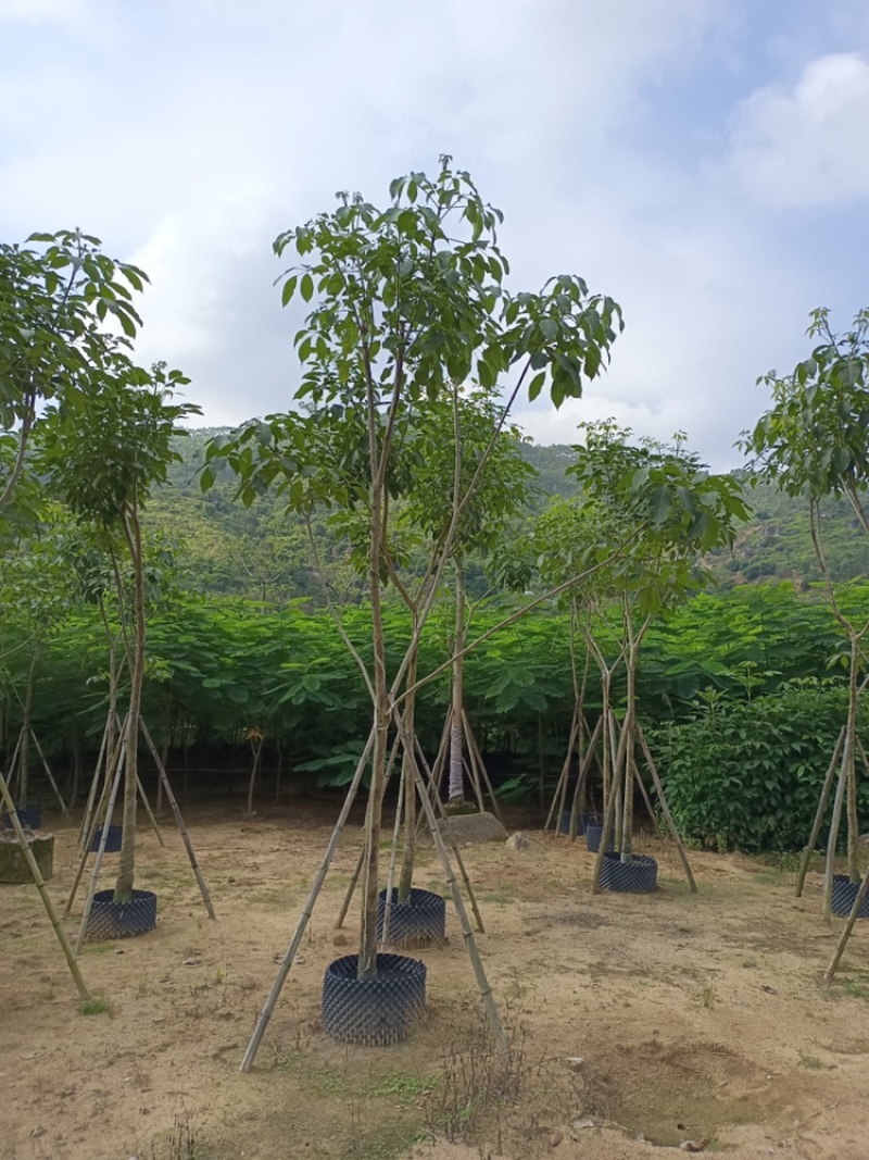 红花风铃木骨架洋红花风铃木5-30公分