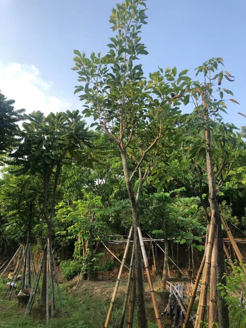 红花风铃木骨架洋红花风铃木5-30公分