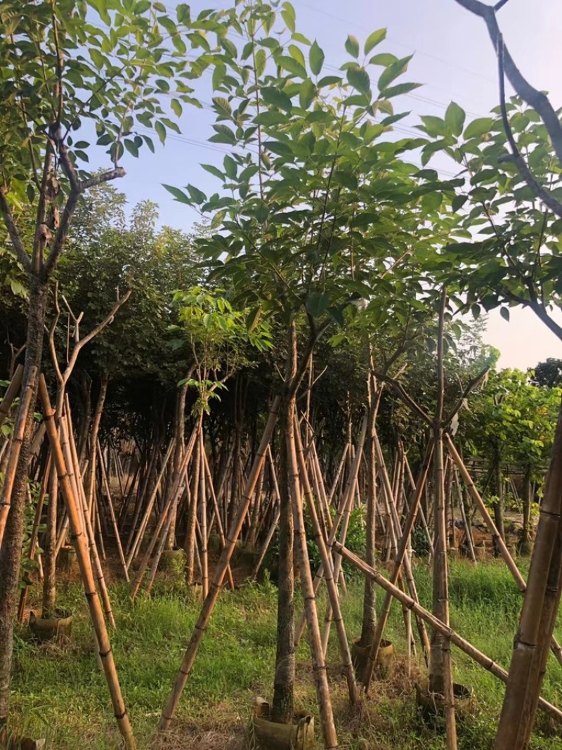 红花风铃木骨架洋红花风铃木5-30公分