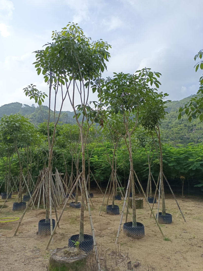 红花风铃木骨架洋红花风铃木5-30公分