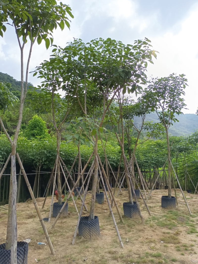 红花风铃木骨架洋红花风铃木5-30公分
