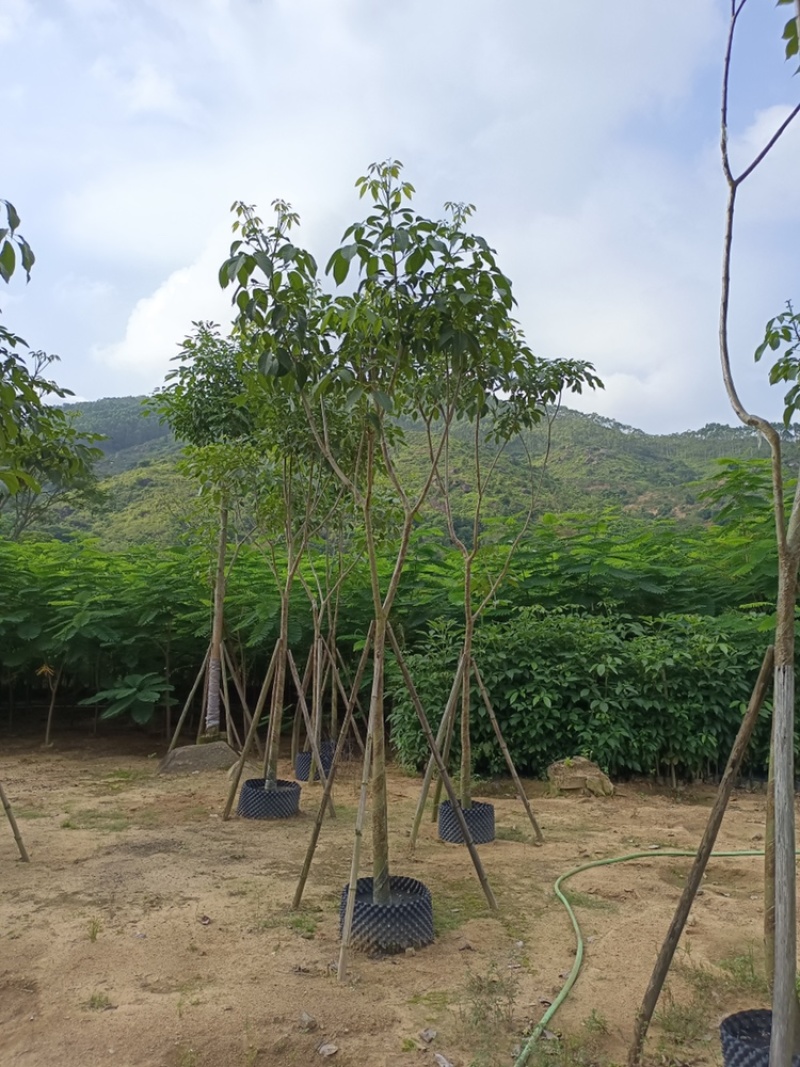红花风铃木骨架洋红花风铃木5-30公分