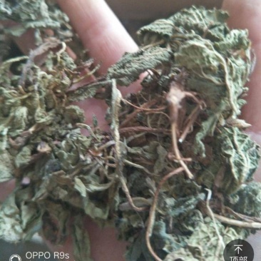 （包邮）蛤蟆草，荔枝草，精品，整棵。2025年新货。