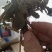 （包邮）蛤蟆草，荔枝草，精品，整棵。2025年新货。