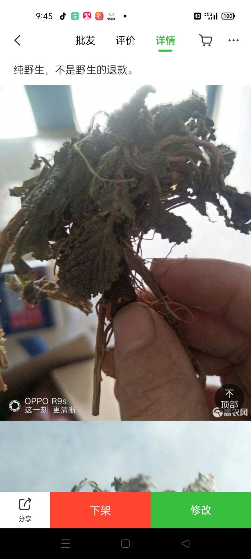 （包邮）蛤蟆草，荔枝草，精品，整棵。2025年新货。