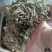 （包邮）蛤蟆草，荔枝草，精品，整棵。2025年新货。
