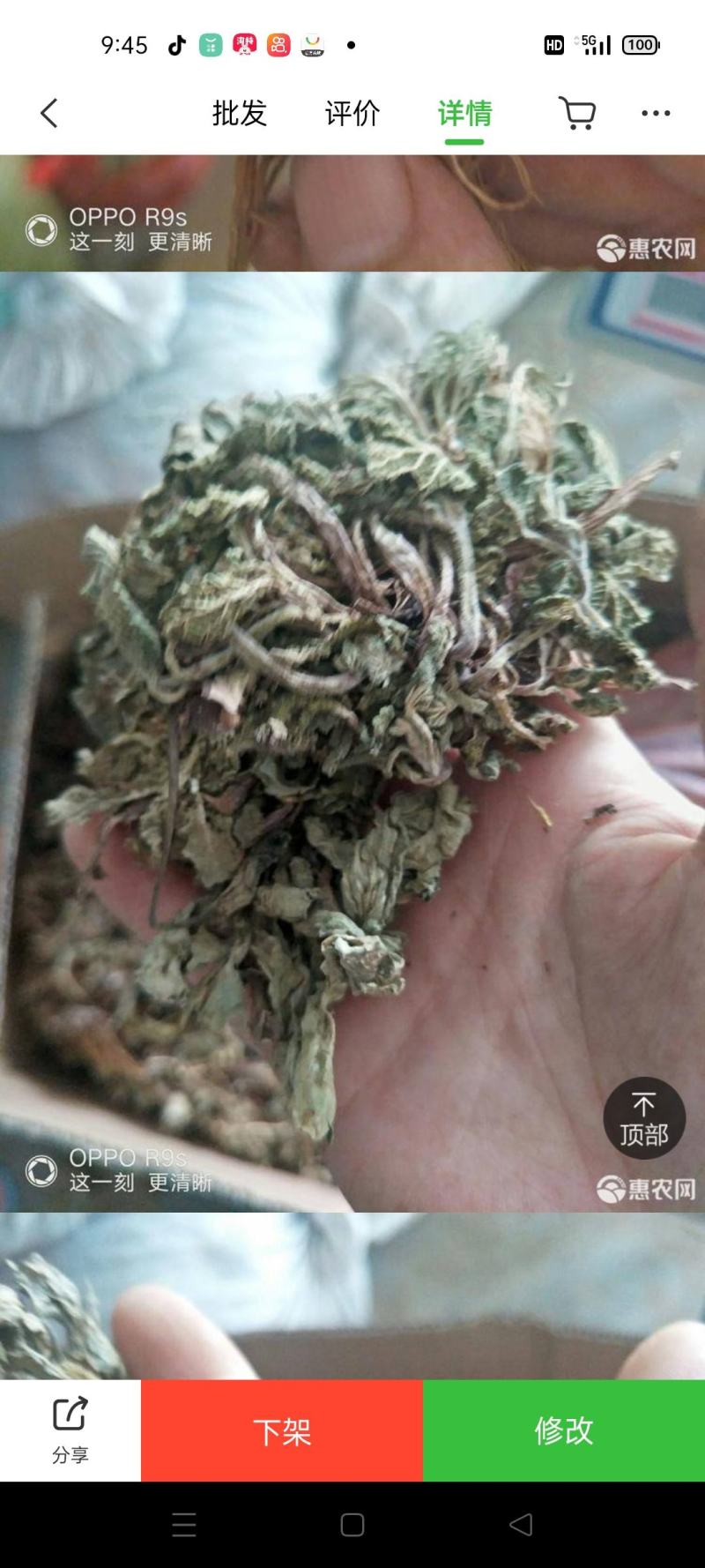 （包邮）蛤蟆草，荔枝草，精品，整棵。2025年新货。