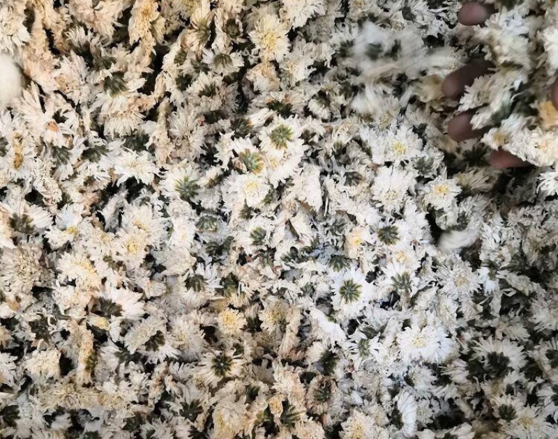 贡菊