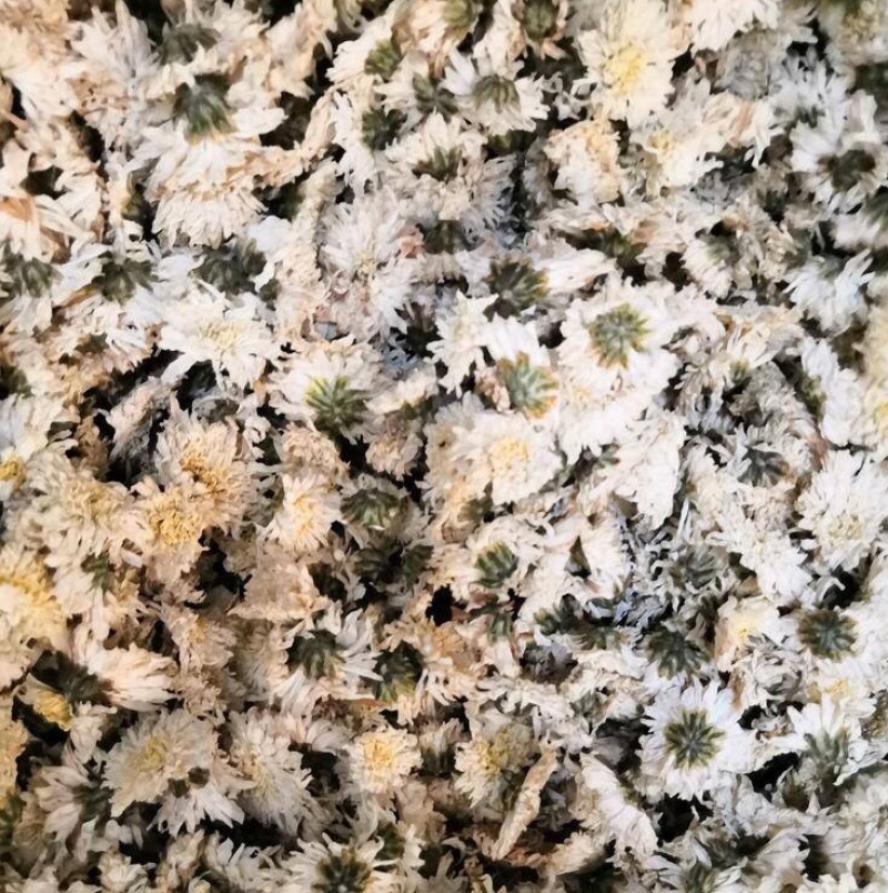 贡菊