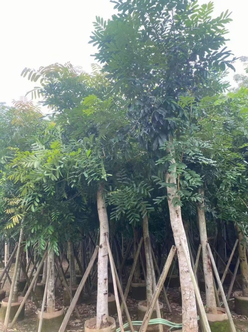 桃花芯桃花心木大量供应截杆骨架5-30公分