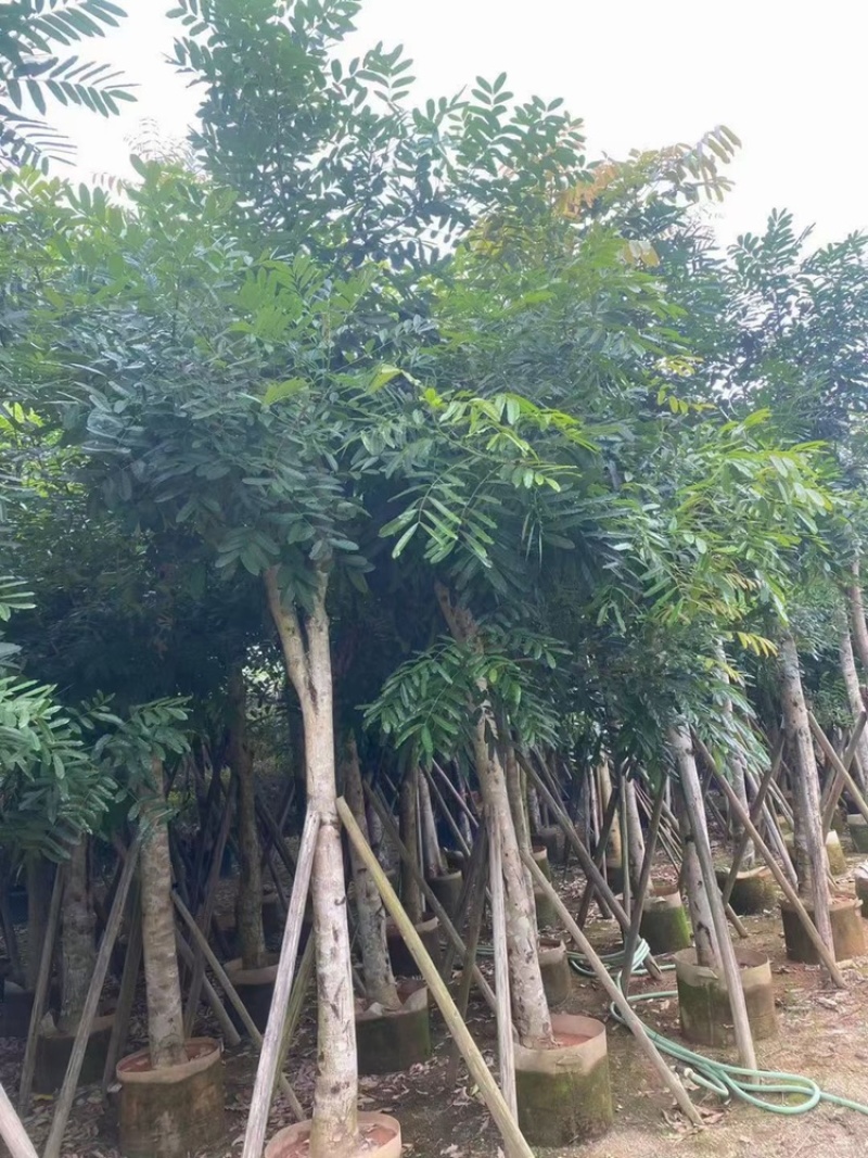 桃花芯桃花心木大量供应截杆骨架5-30公分