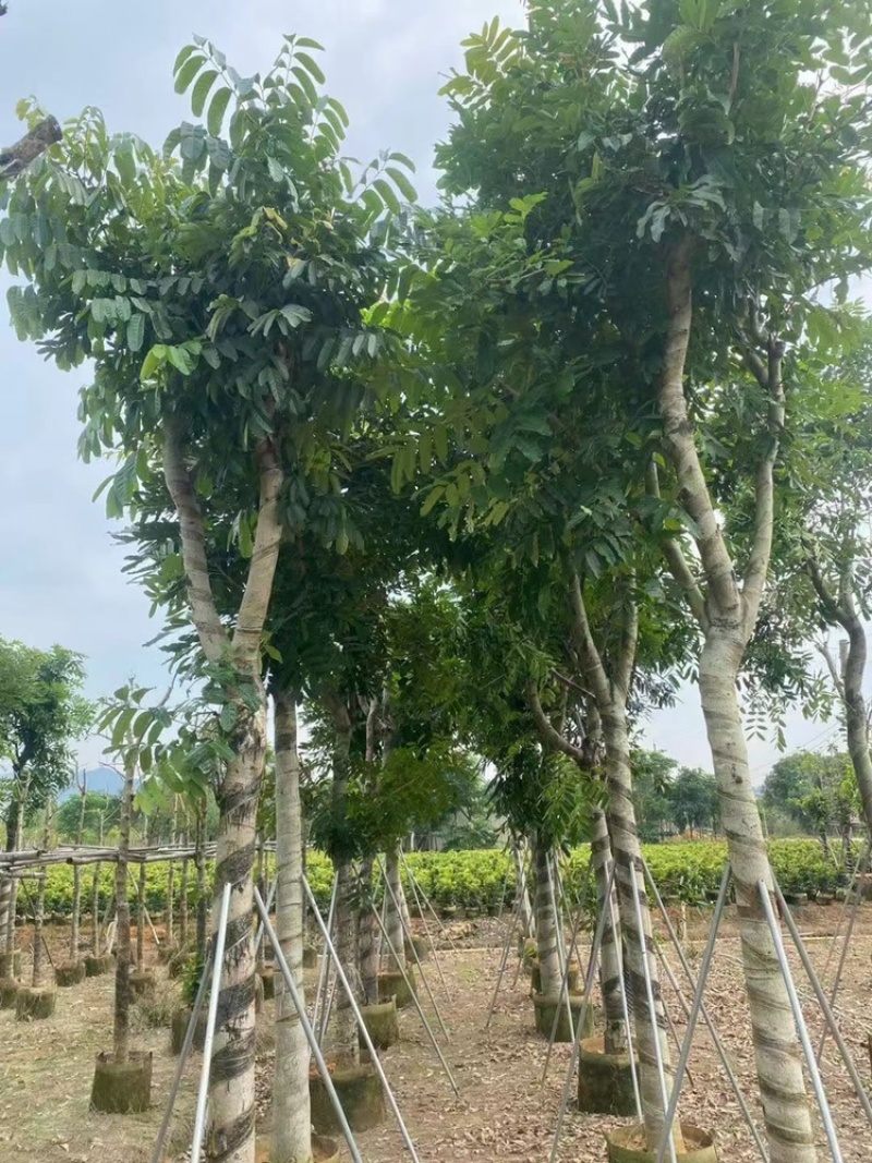 桃花芯桃花心木大量供应截杆骨架5-30公分