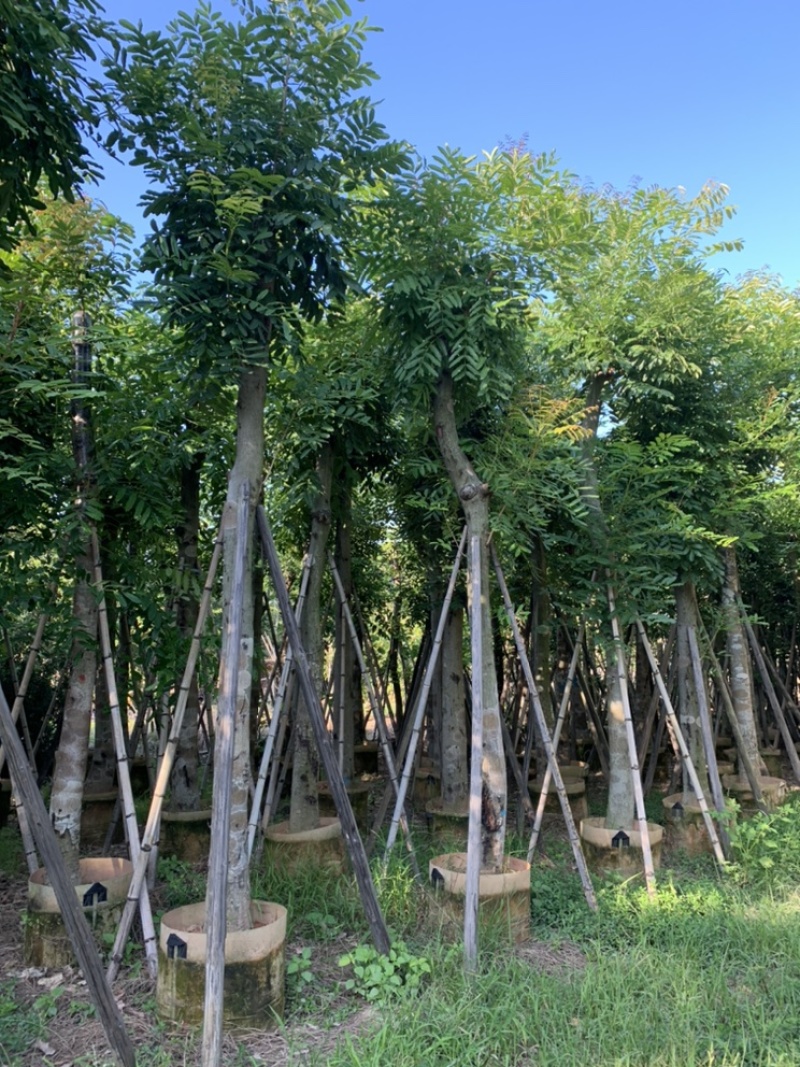 桃花芯桃花心木大量供应截杆骨架5-30公分