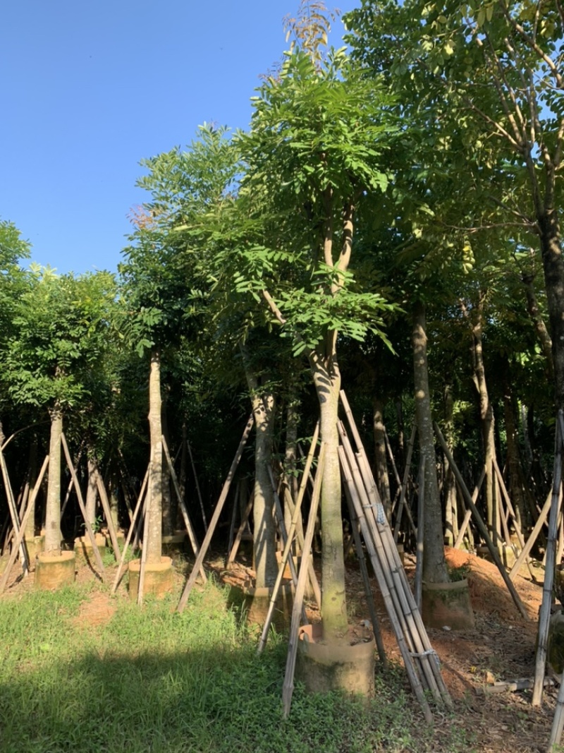 桃花芯桃花心木大量供应截杆骨架5-30公分