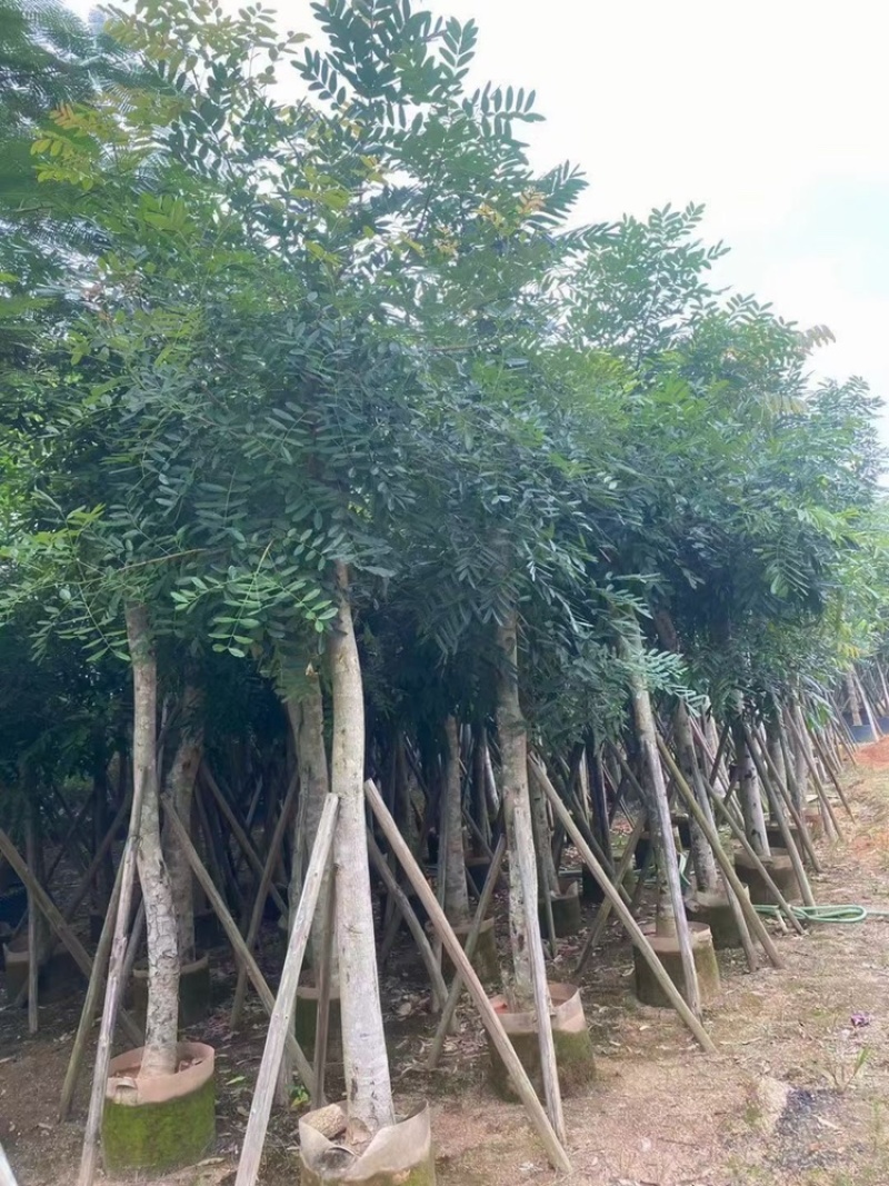 桃花芯桃花心木大量供应截杆骨架5-30公分