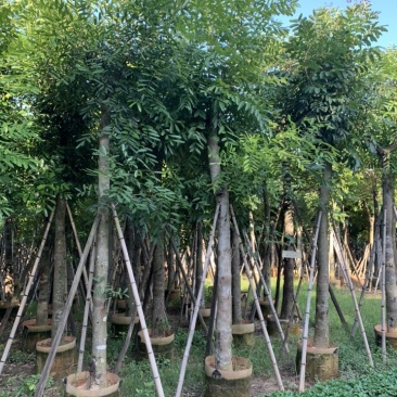 桃花芯桃花心木大量供应截杆骨架5-30公分