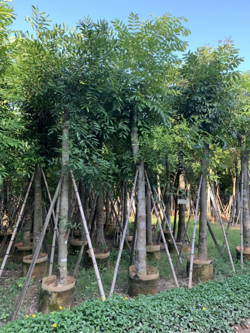 桃花芯桃花心木大量供应截杆骨架5-30公分