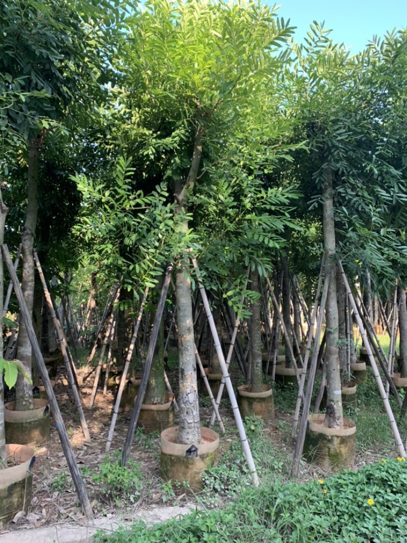 桃花芯桃花心木大量供应截杆骨架5-30公分