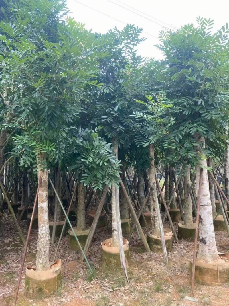 桃花芯桃花心木大量供应截杆骨架5-30公分