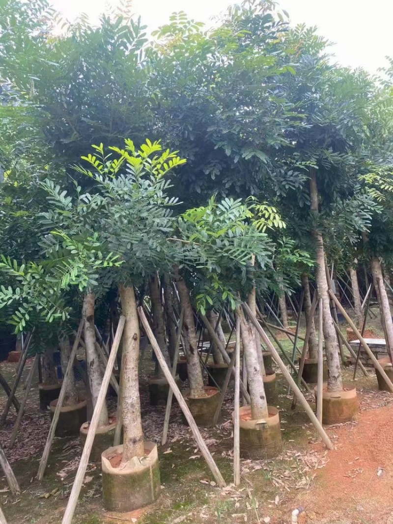 桃花芯桃花心木大量供应截杆骨架5-30公分