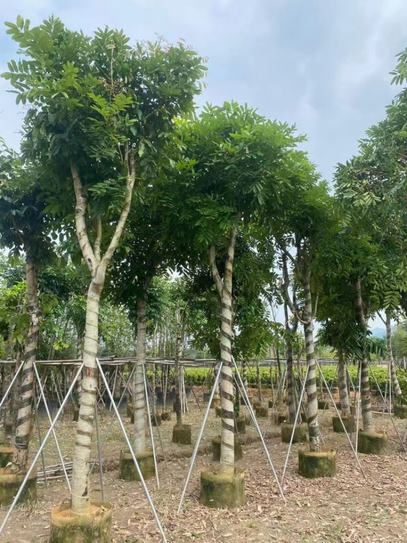 桃花芯桃花心木大量供应截杆骨架5-30公分