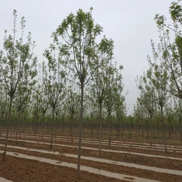 10公分速生白蜡，10公分白蜡，10公分白蜡树量大