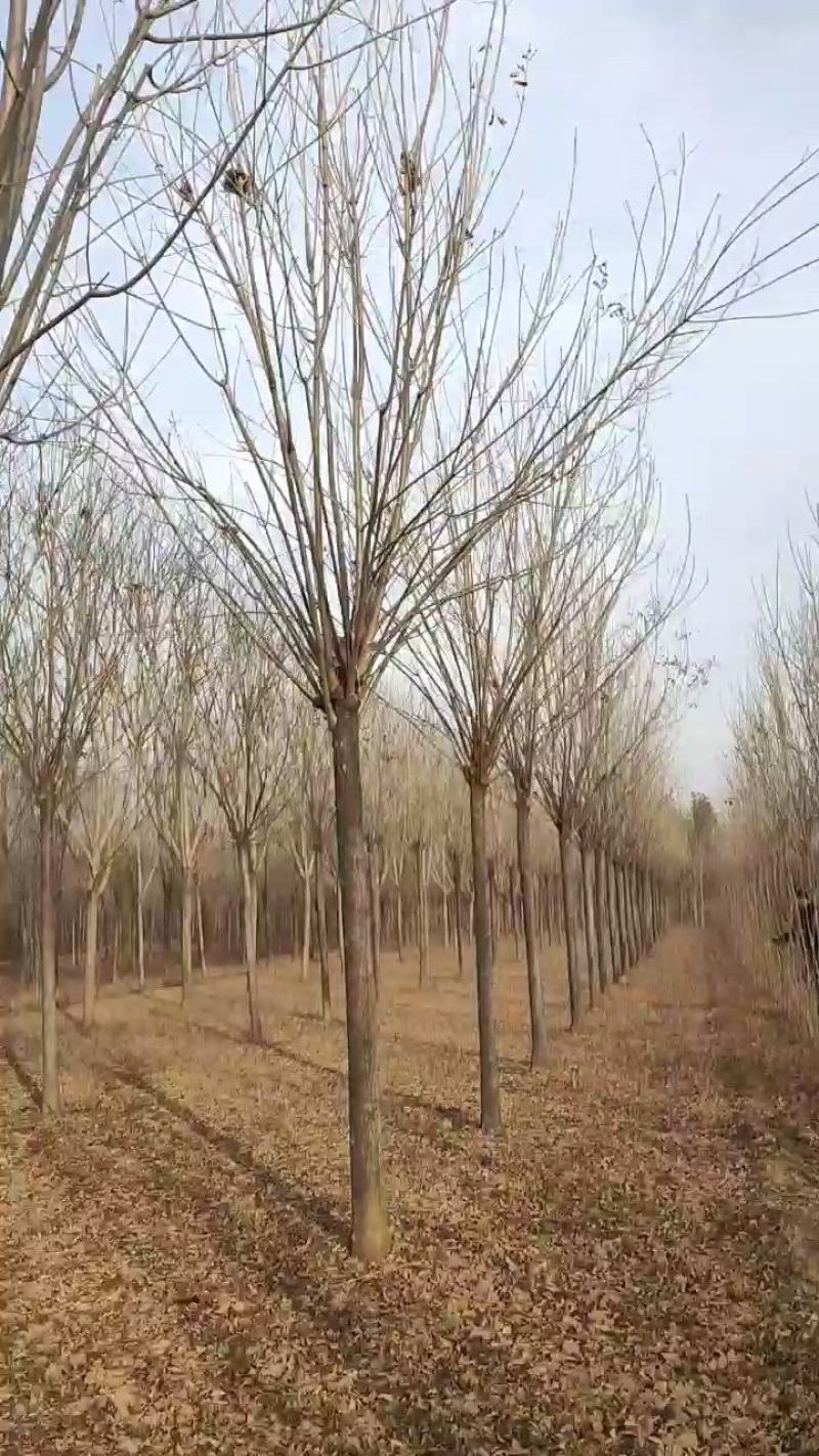10公分速生白蜡，10公分白蜡，10公分白蜡树量大