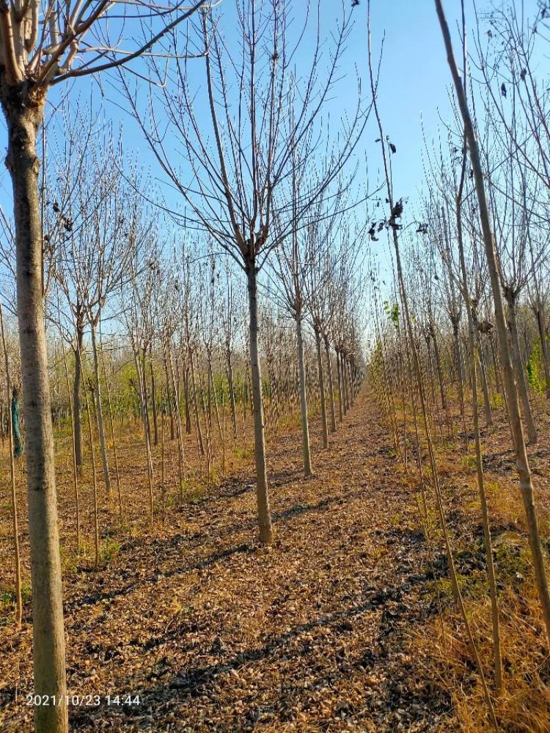 10公分速生白蜡，10公分白蜡，10公分白蜡树量大
