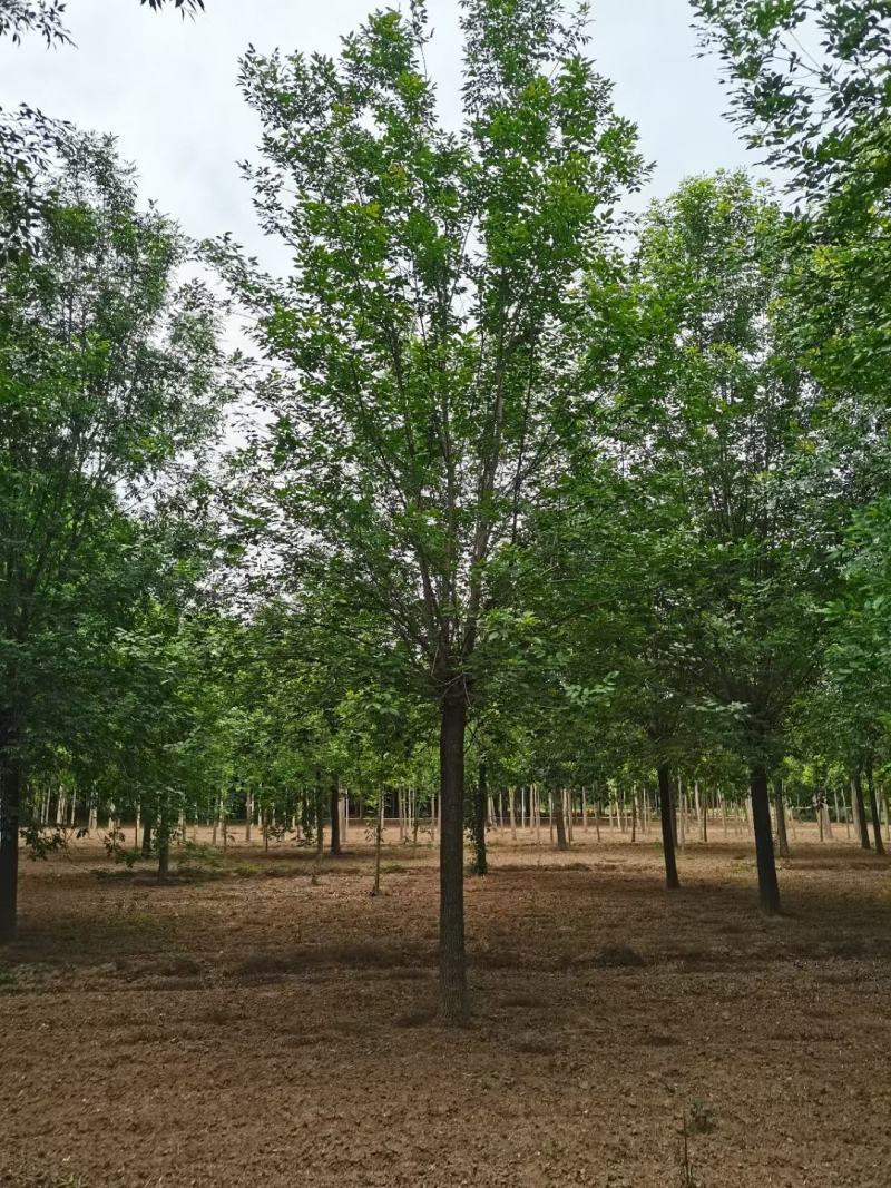 10公分速生白蜡，10公分白蜡，10公分白蜡树量大