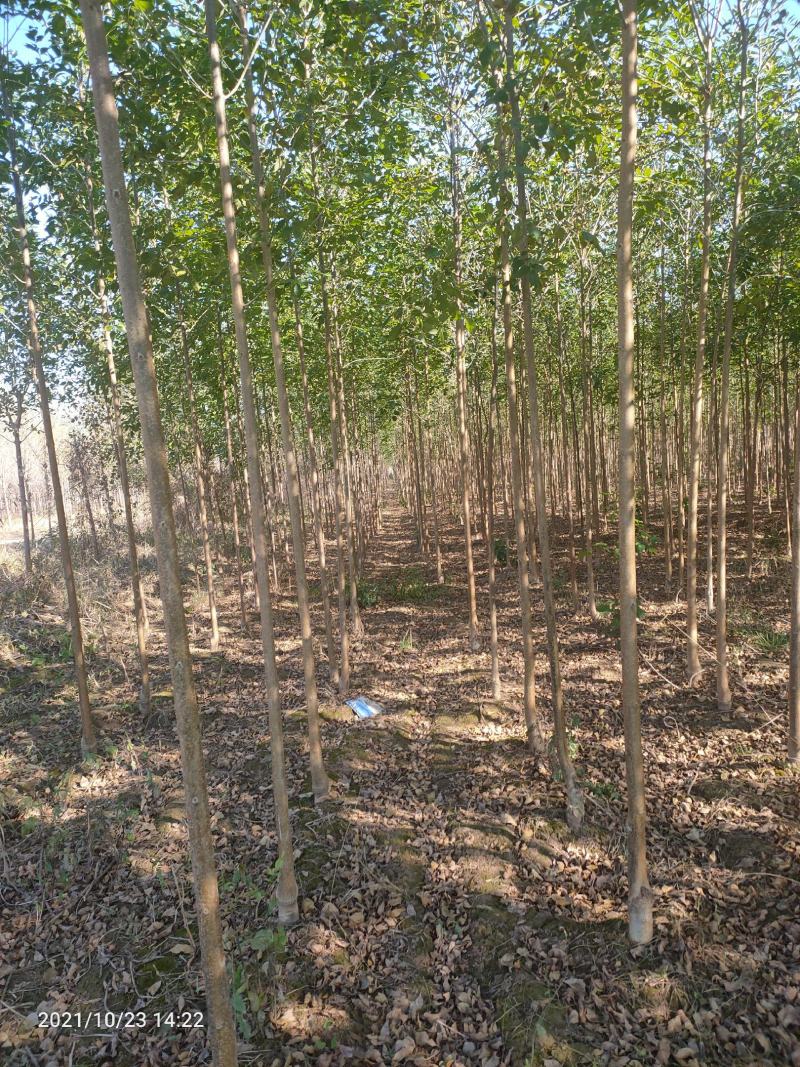 10公分速生白蜡，10公分白蜡，10公分白蜡树量大