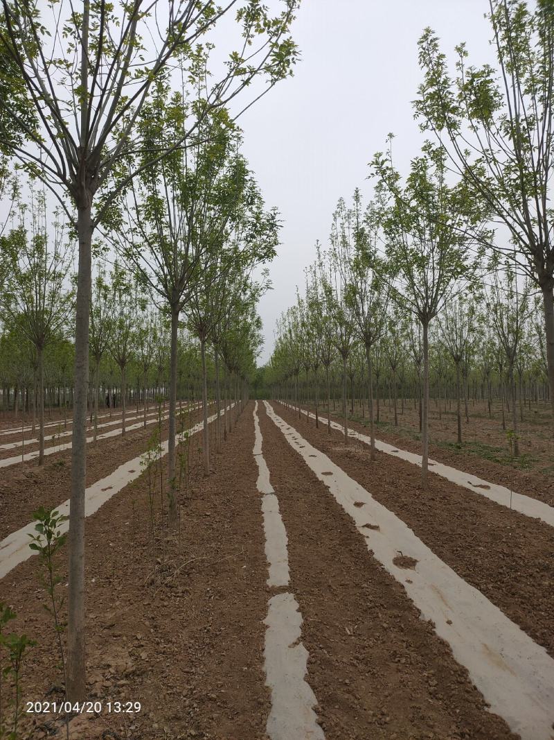 10公分速生白蜡，10公分白蜡，10公分白蜡树量大