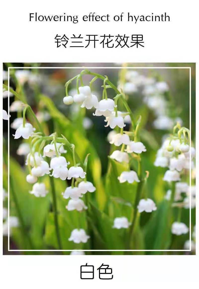 新品雪片莲种球根进口耐寒雪滴花多年生耐寒当年开花盆栽庭院