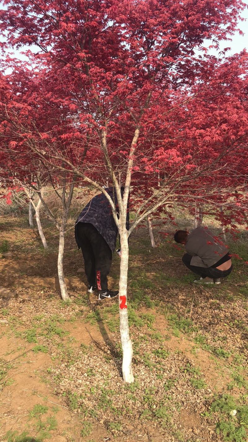 【枫树】日本红枫红舞姬各种规格齐全一手货源产地直发