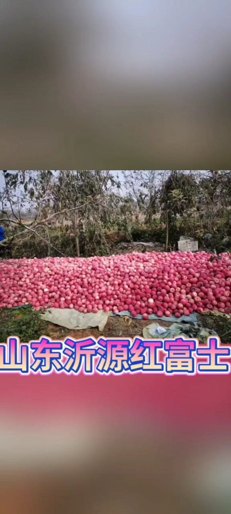 【热销产品】精品红富士苹果产地价格一手货源