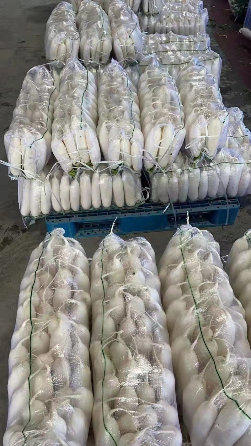 冬吃萝卜夏吃姜，云南高原白萝卜现已大量上市，欢迎各位客商