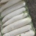 冬吃萝卜夏吃姜，云南高原白萝卜现已大量上市，欢迎各位客商