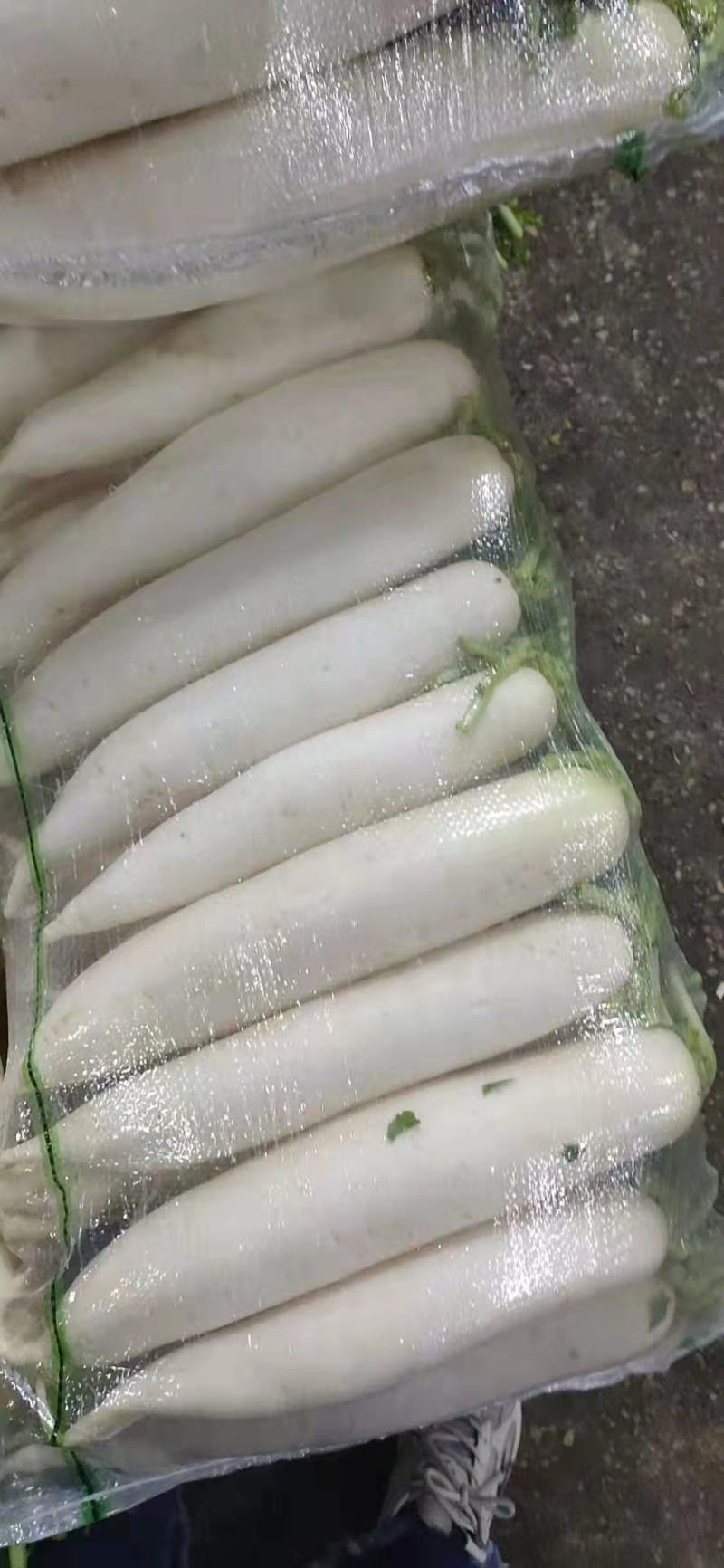 冬吃萝卜夏吃姜，云南高原白萝卜现已大量上市，欢迎各位客商