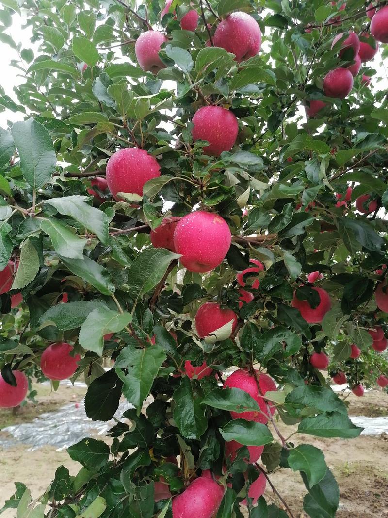 红富士苹果生长静宁高原地带，昼夜温差大，色红，甜度高！