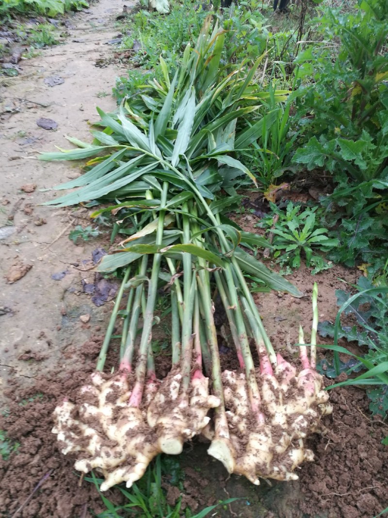 一月多窖藏坐姜，姜种，菜姜，老姜，姜毋