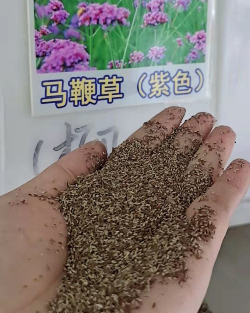柳叶马鞭草种子多年生四季播种耐寒花籽花海景观花种