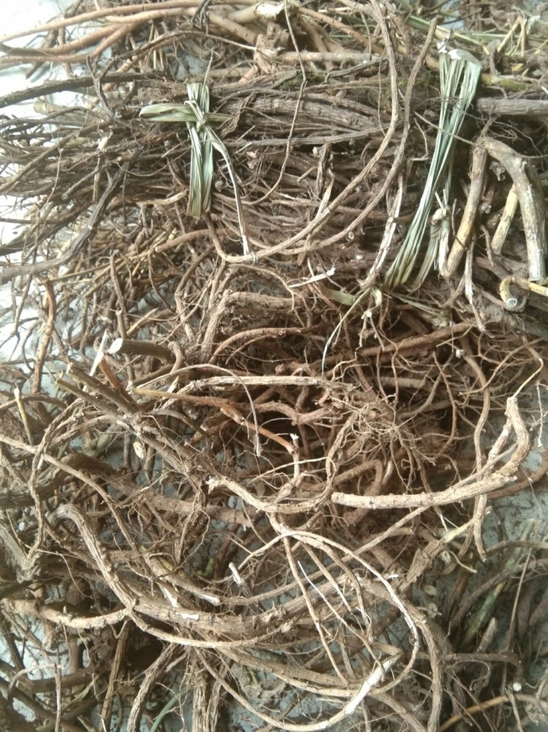 山豆根纯野生