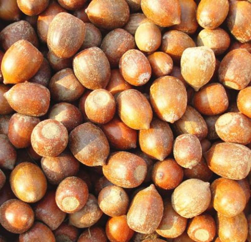 北美美国红橡树栎树白栎娜塔栎猩红栎舒玛栎沼生青冈栎柳叶栎