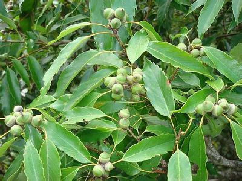 北美美国红橡树栎树白栎娜塔栎猩红栎舒玛栎沼生青冈栎柳叶栎