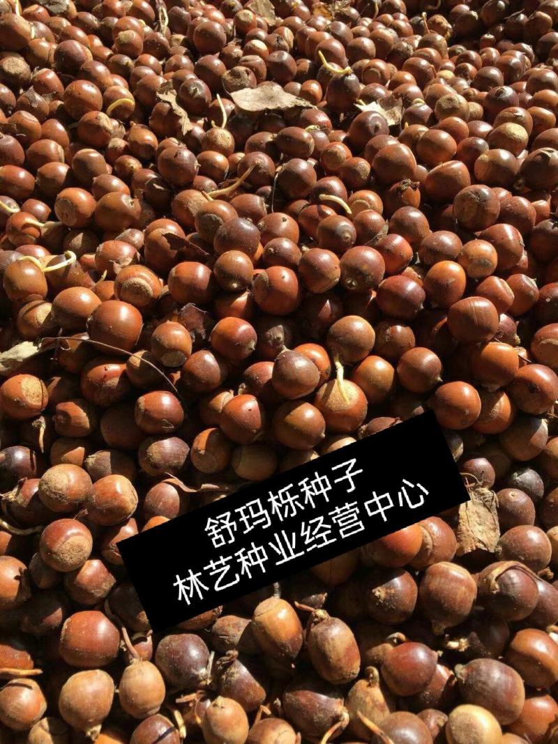 北美美国红橡树栎树白栎娜塔栎猩红栎舒玛栎沼生青冈栎柳叶栎