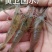 鲜活米虾优质河虾精品草虾