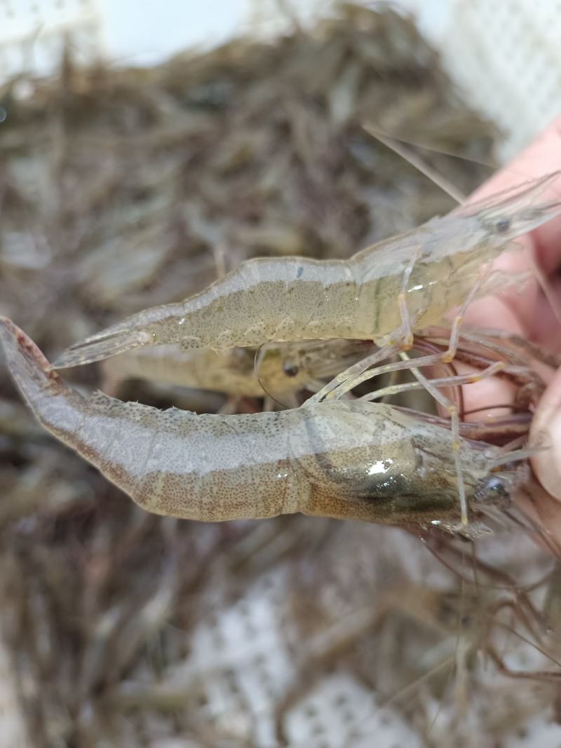 鲜活米虾优质河虾精品草虾