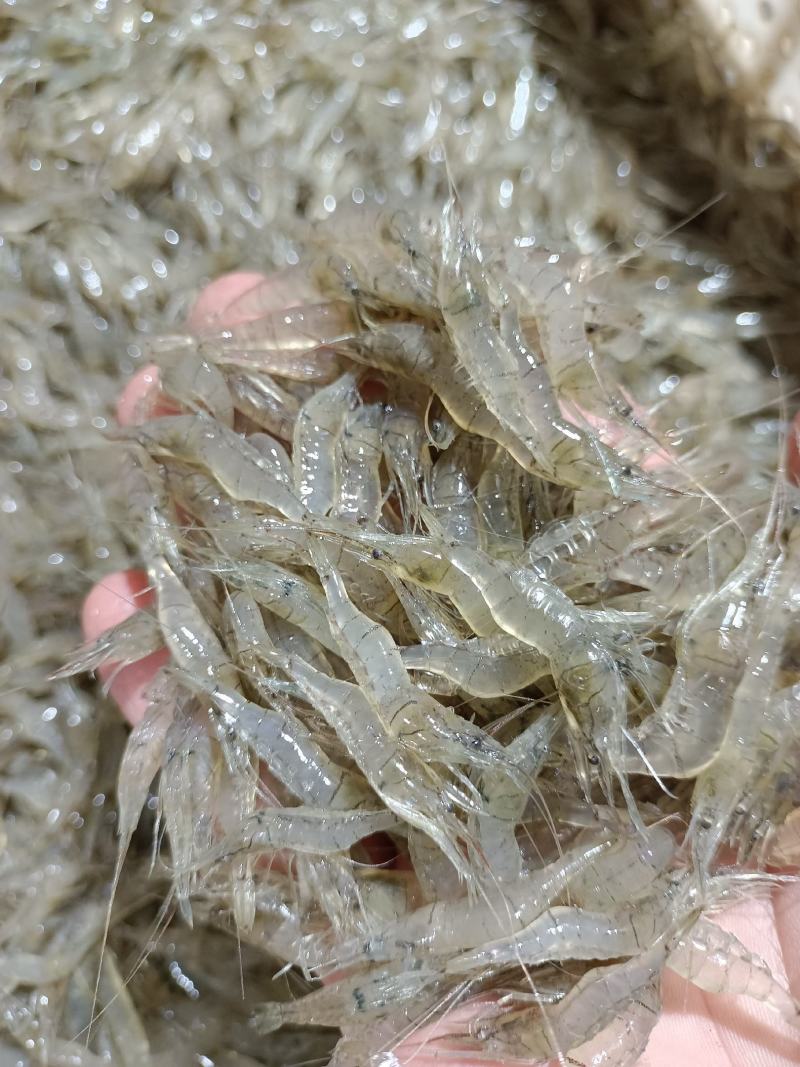 鲜活米虾优质河虾精品草虾