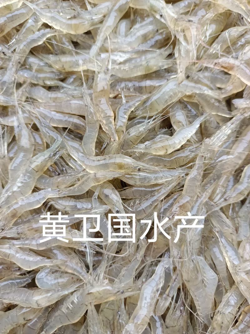 鲜活米虾优质河虾精品草虾